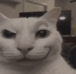 Cat White Meme GIF