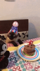 Cat Wide Eyes Happy Birthday GIF