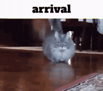 Cat With Arrival Above GIF