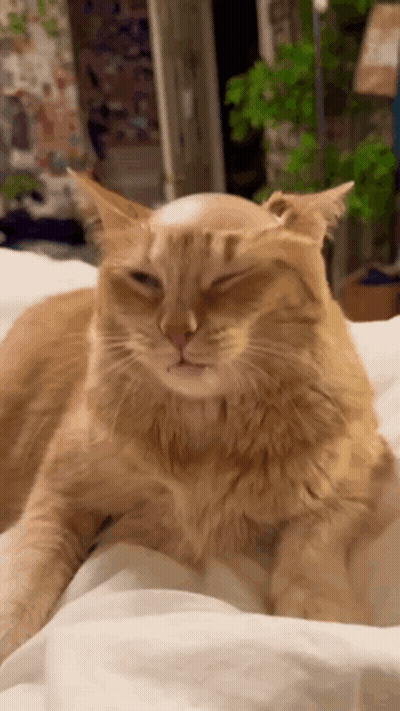 Cat With Bald Spot Lying On Bed GIF