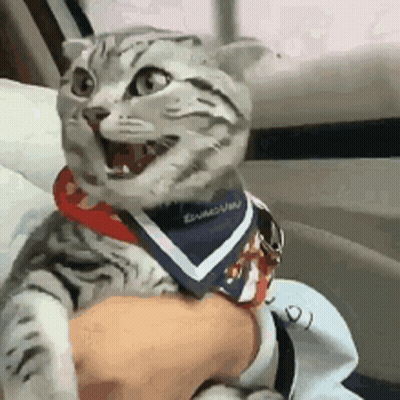 Cat With Bandana And Collar Held In Car GIF