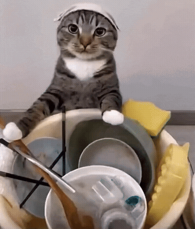 Cat With Bandana In Dirty Dishes Bowl GIF