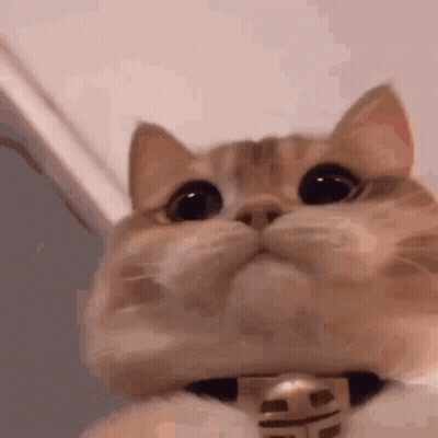 Cat With Bell Looking Up GIF
