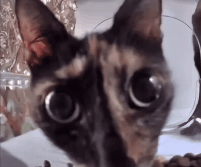 Cat With Big Eyes GIF