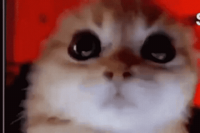 Cat With Big Eyes Looking At Camera On Red Background GIF