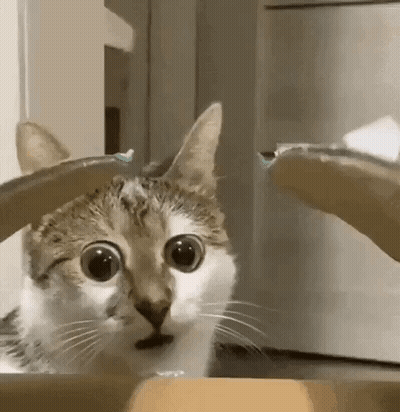 Cat With Big Eyes Looking At Person Holding Toothbrush GIF