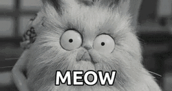 Cat With Big Eyes Meow GIF