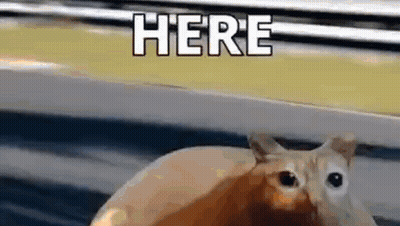 Cat With Big Eyes Sitting On Lap Looking At Camera GIF