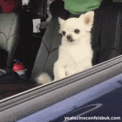 Cat With Big Googly Eyes Sitting GIF