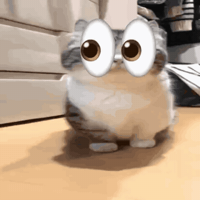 Cat With Big Googly Eyes Walking On Table GIF