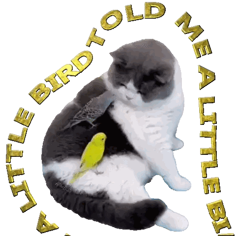 Cat With Bird On Back Bird To Old Wea Little Boy Sticker