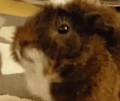 Cat With Black Eye GIF