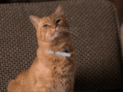 Cat With Blue Collar Looking Up GIF