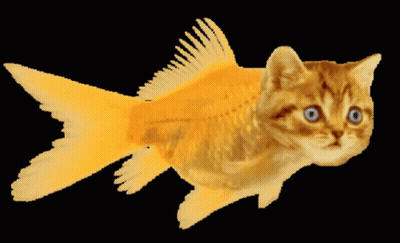 Cat With Blue Eyes Like Goldfish GIF