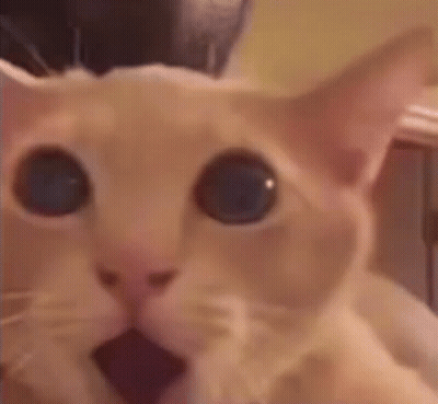 Cat With Blue Eyes Looking At Camera GIF