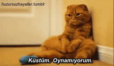 Cat With Blue Sock And Kustum Oynamiyorum GIF