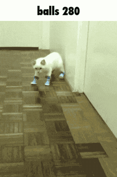 Cat With Blue Socks Walking Balls 280 GIF
