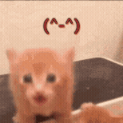 Cat With Bow Tie And Smiley Face GIF