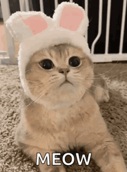 Cat With Bunny Ears Meow GIF