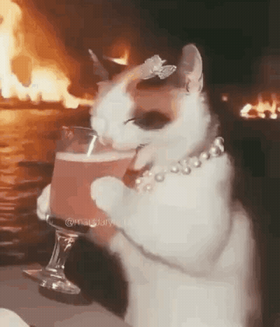 Cat With Butterfly On Head Holding Wine GIF