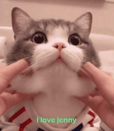 Cat With Butterfly On Head Teacup You're Cute GIF
