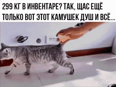 Cat With Caption 299 Kg In Inventarie GIF