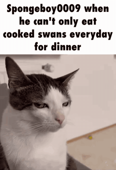 Cat With Caption Spongeboy009 When He Can't Only Eat Cooked Swans Every Day For Dinner GIF
