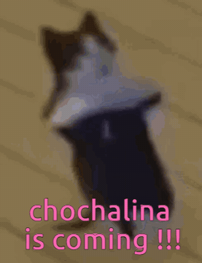Cat With Chocalina Is Coming GIF
