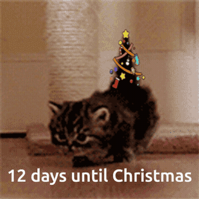 Cat With Christmas Tree On Head Saying 12 Days Until Christmas GIF