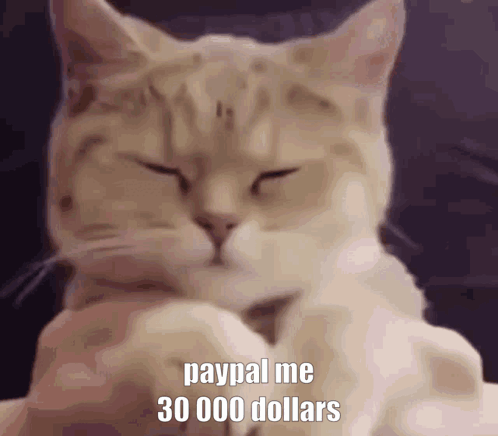 Cat With Closed Eyes And PayPal 30000 Dollars GIF