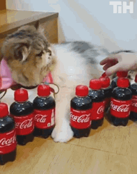Cat With Coke Bottles GIF