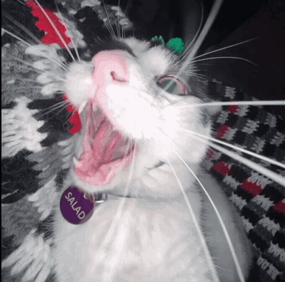 Cat With Collar Saying Salad GIF