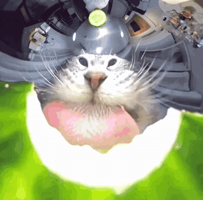 Cat With Cucumber On Head Looks At Camera GIF