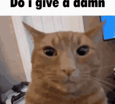 Cat With Do I Give A Damn GIF