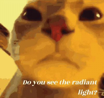 Cat With Do You See The Radiant Light GIF
