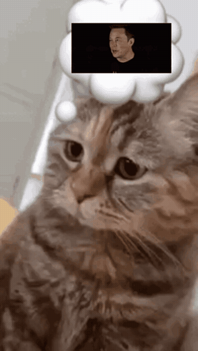 Cat With Elon Musk Thought Bubble GIF