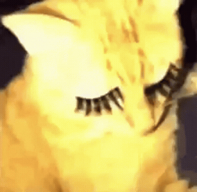 Cat With Fake Eyelashes Close Up GIF