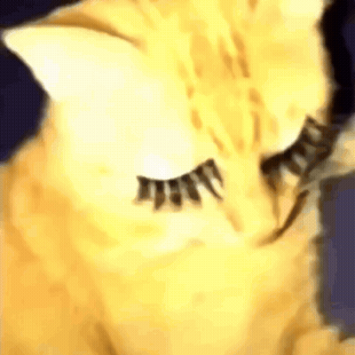 Cat With False Eyelashes Close Up GIF