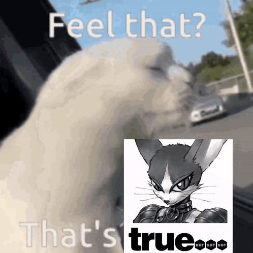 Cat With Feel That S True GIF