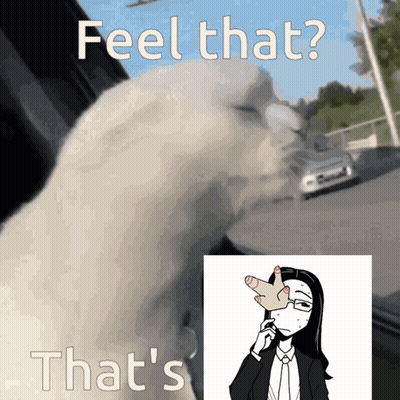 Cat With Feel That That's GIF