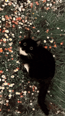 Cat With Flowers GIF