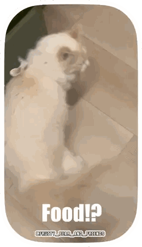 Cat With Food Text Sticker