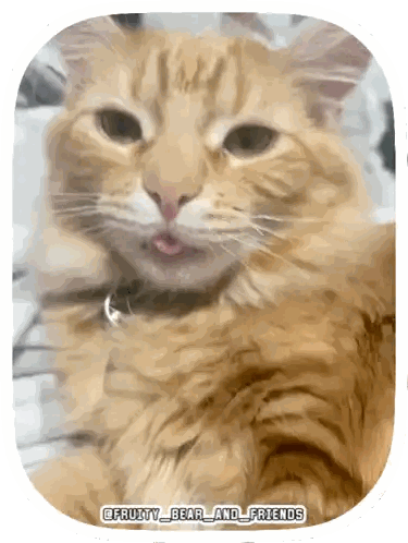 Cat With Fruity Bear And Friends Sticker