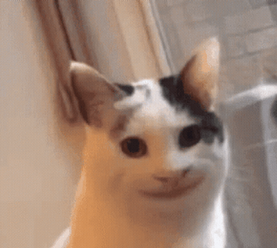 Cat With Funny Face GIF