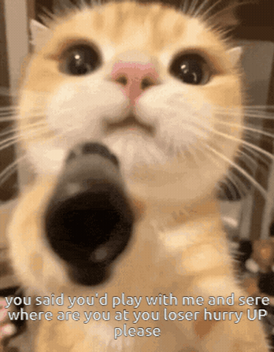 Cat With GIF