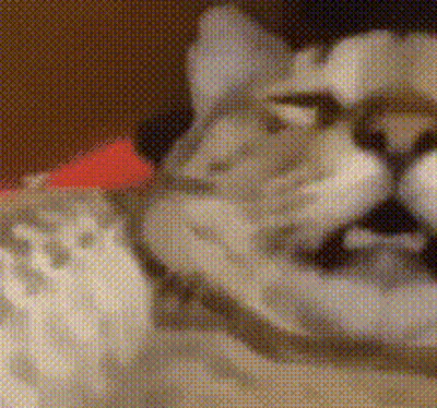 Cat With Glasses And Red Bow GIF