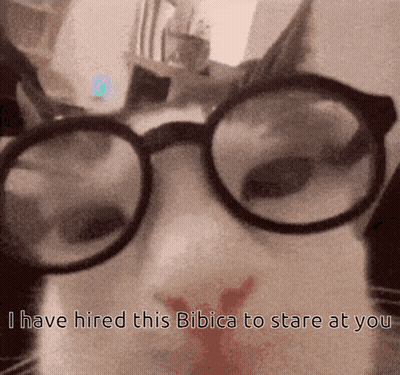 Cat With Glasses Saying I Have Hired This Bibica To Stare At You GIF