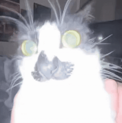 Cat With Glowing Eyes Held By Person GIF