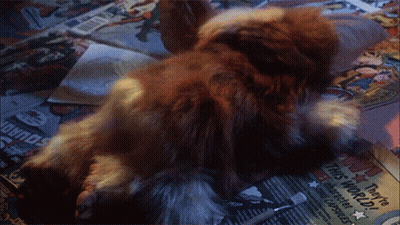 Cat With Gold Chain On Blue Background Saying Gizmo GIF