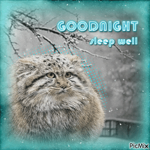 Cat With Goodnight Sleep Well GIF